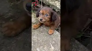 I can't ignore seeing you like this... #larissarescue #puppy