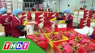Thanh long vượt sầu riêng, dẫn đầu kim ngạch xuất khẩu | THDT