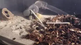 Ant Care Routine