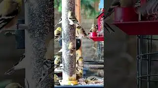 The Busiest Bird Feeder You'll Ever See #wildlife #calm #study #shorts