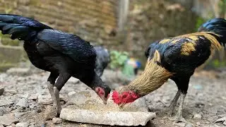 PANEN ANAK AYAM TETASAN KE2, 8 EKOR BIRKOK 