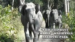 Wild Elephant charge | Kaziranga National park