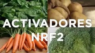V-ITALPRO NRF2