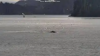 Humpback Whales Feeding Hanson Island, British Columbia