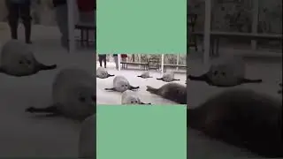 Bouncing seals #Shorts