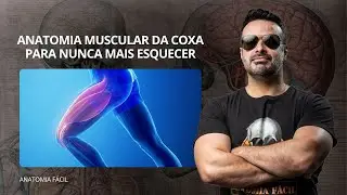 AO VIVO: Anatomia muscular da coxa para nunca mais esquecer - #anatomiafacil