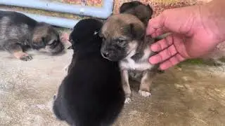The Puppies Secretly Left Home to Explore the World
