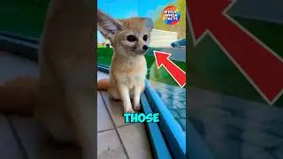 TOP 5 CUTEST ANIMALS THAT STAY TINY FOREVER!😍❤️