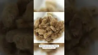 Grow Rare Brown Cotton at Home 🧶 | Heirloom Gossypium Seeds!