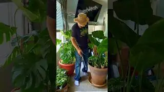 Is misting important to YOU; or is it just ME? #plantcaretips #houseplant #plantdad