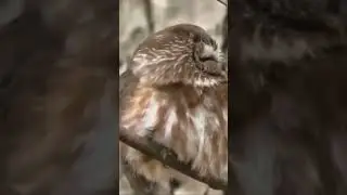 Sleepy northern sawwhet owl yawning ❤️ #wildvancouver #wildlife #owls #urbanwildlife #raptors