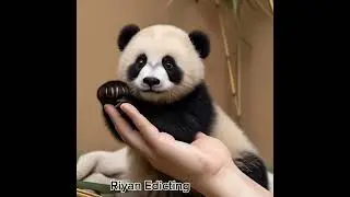 #edicting #panda#panda imut#