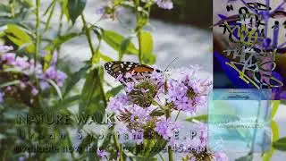 URBAN SPORTSMAN (L. I. F. E.  Long & FATCATHAYZE 156) - Nature Walk Interlude