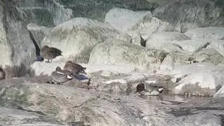 Amerikantavi, Green-winged Teal (Anas carolinensis) Kirkkonummi, Finland 01-05-2019
