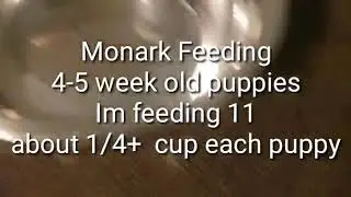 How to: Feeding Puppies 4-6 weeks old
