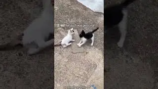 POV: Your Pet Is a Comedian #shortvideo #shortsvideo #shorts