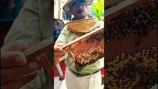 Can you find the Queen Bee | റാണി തേനീച്ചയെ കണ്ടെത്താൻ കഴിയുമോ?  #shorts