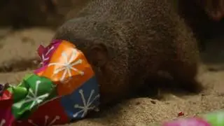 Presents to the Dwarf Mongooses at Prospect Park Zoo