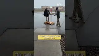 This Golden Retriever made it perfectly clear how he felt 🤣