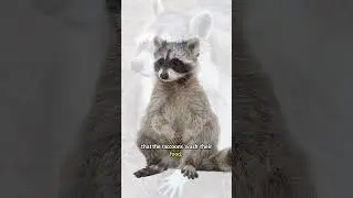 Meet the Northern Raccoon | Species 101