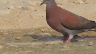 Aves de Venezuela - Ave de Barinas - Paloma Colorada - Patagioenas cayennensis