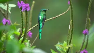 Video Oficial - Colombia Birdfair 2022 8a. Versi&oacute;n - Unidos por las aves