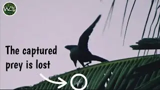 Colombo Crow | The Captured Prey is Lost | Wild World TV