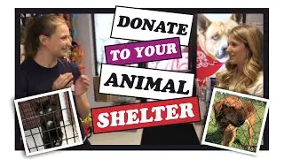 How to Donate to Your Local Dog Shelter