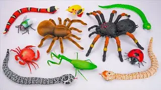 [🐞Toy Asmr🐞] Remote Control Animals : Snake - Tarantula - Ladybug | Satisfying Unboxing ASMR