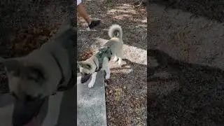 Puppy Socialization Exercise &ndash; Watch Fito in Action #overcomingabuse #overcomingthepast #adoptme