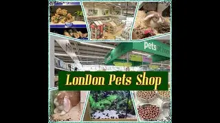 Pet centre London Pets Shop || Pets at Home tour #london #petsathome