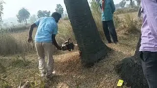 palm tree cutting with machine cutter