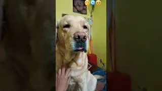 masoom tyson🥹#labrador#dog #comedy #pets #dog #labrador #love #youtubeshorts #cute #trendingshorts