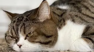 CUTE ANIMALS, THE FUNNIEST BUNCH OF CATS MAKE A LAUGH