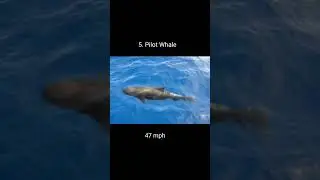fastest water animal #shorts#viral#trendind#short video