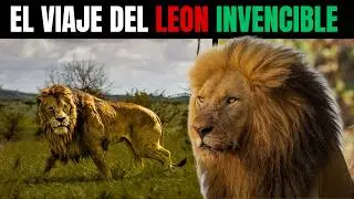 La CONDENA del LE&Oacute;N SOLITARIO: Camin&oacute; MIL BATALLAS, Muri&oacute; SIN HEREDEROS