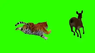 tiger and deer|sher hiran par aakarman krta huaa video|tiger fighting green screen  no copyright