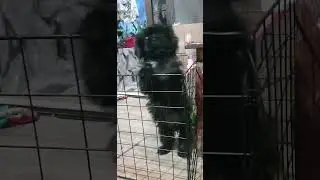 good evening black shih tzu