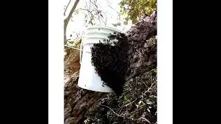 swarm traps update a swram moveing in my bucket swram trap#bee bucket#beekeeping