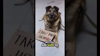 Debunking Viral Dog Health Myths 2025 🐶 | What You Need to Know Now!  #mochipets #dogshorts #dog