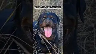 #Rottweiler VS #canecorso #racedechien #chiensdegarde  #CaneCorsoVsRottweiler #chiens