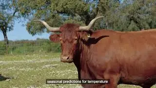 Human-Centred Climate Services in Los Pedroches, Spain