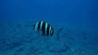 Diplodus cervinus (Zebra seabream)