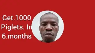 get 1000 piglets in just 6 months