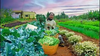 Harvest Cauliflower, Crown Daisy After 75 Days Of Planting To Sell At The Market,Sow Vegetable Seeds