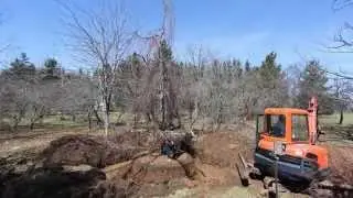 Cerelli Tree Farm - Purple Fountain Beech Part 1