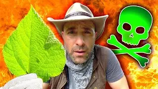 PICADO pela planta Gympie-Gympie! A DOR MAIS INTENSA DO MUNDO!
