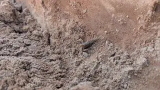 Hogeye to Flint Ridge to Family Dig.