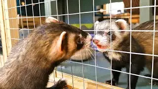 Know Your Ferret Law
