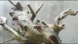 M812 gl d&uacute;i 1100k LH 0707713796 Khương bonsai 